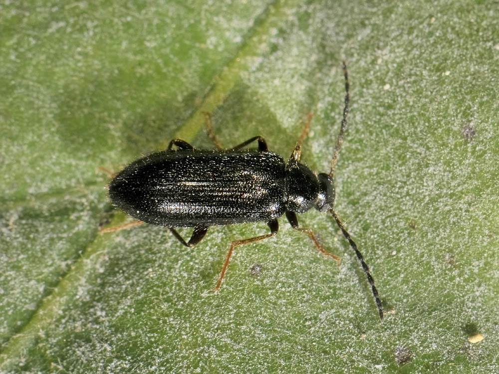 Coleottero da identificare - Mycetochara sp. (Tenebrionidae)